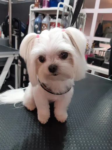 Salon dla psów "TISZA"